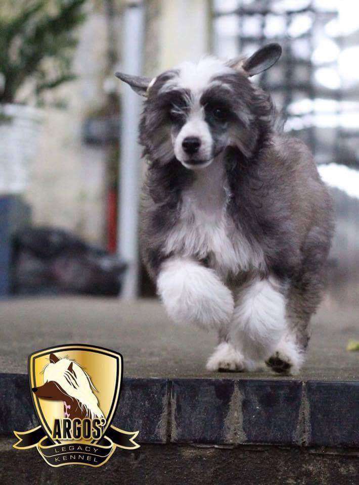 Argos' Legacy Aladdin Sane