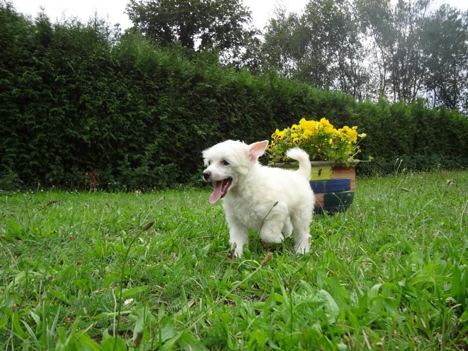 Beatrix z Valdorfskych lesu