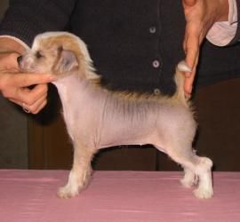 Elora du Galop du Globe