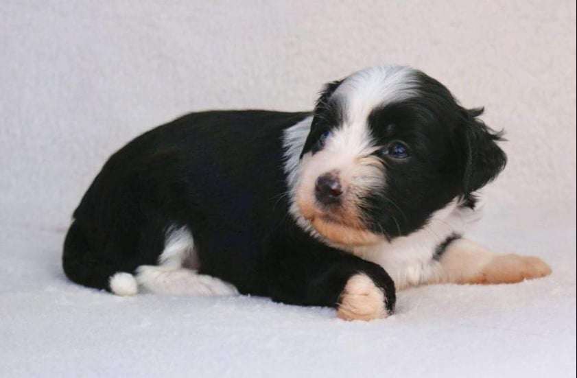 Beyesa's Blushing Pirate