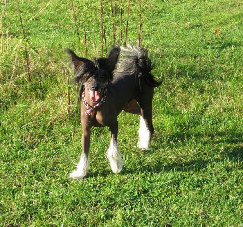 Melos von den Windpferden