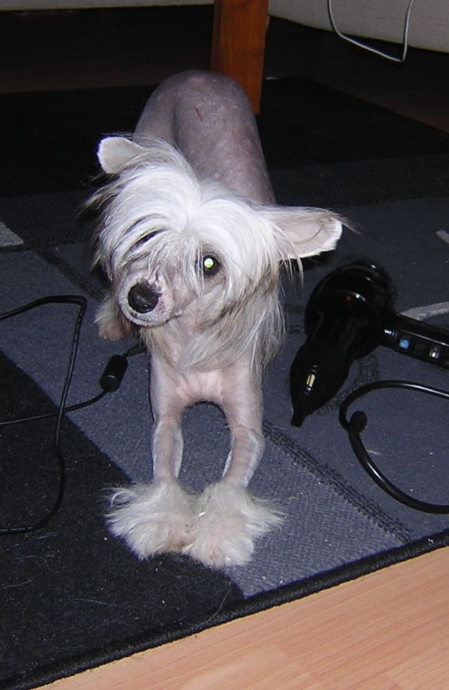 Koynaur's Dudley's Deja Vu