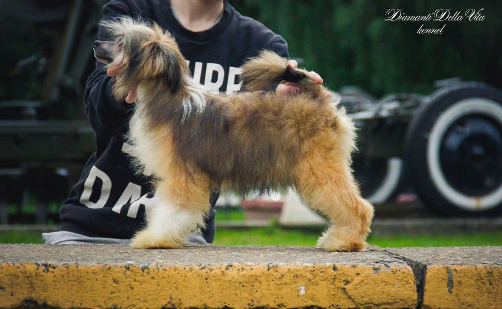 Diamanti Della Vita Gol Den Dream