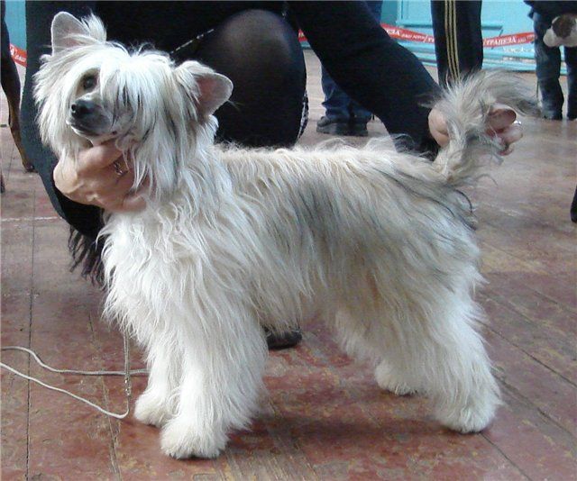 Kado Kitaiski Potselui Roxette