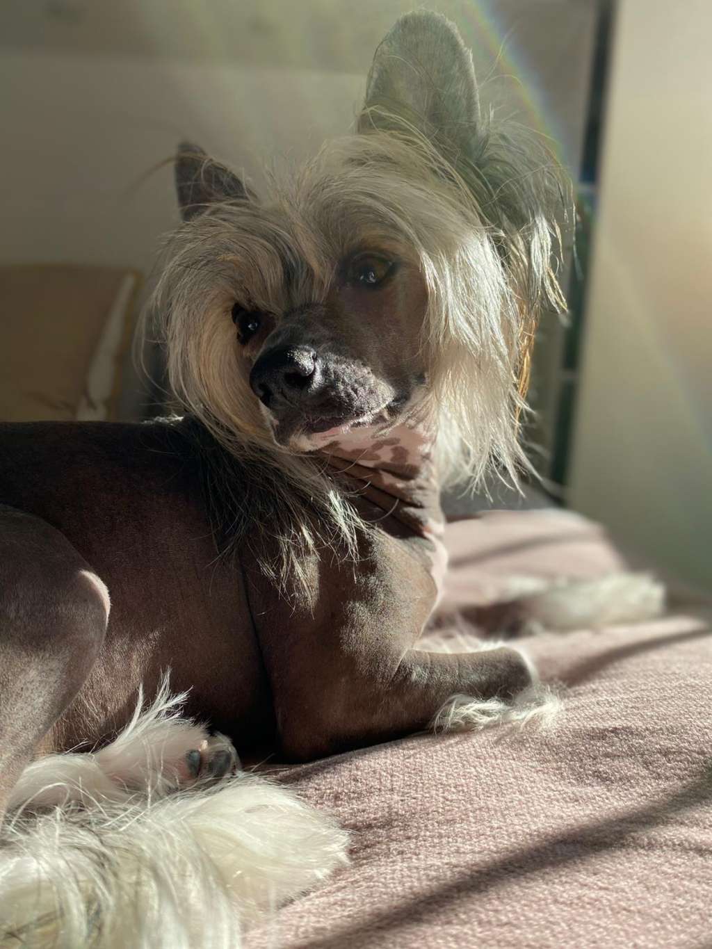 Magnus Staff Espíritu de Ramona & Cinondra