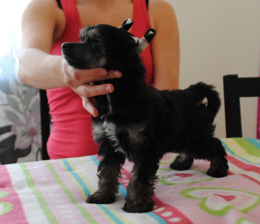 Bed-ma's Dream Come True