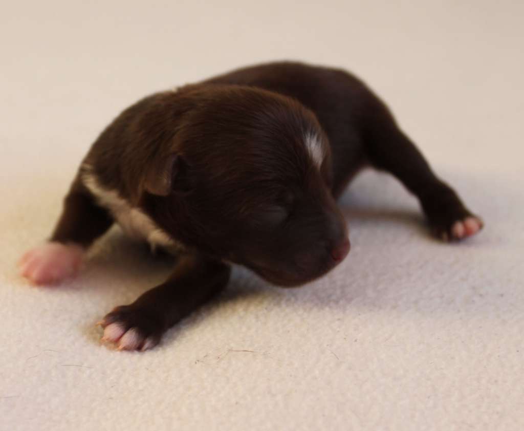 Kallistemon Ruby Brown iz Clana Timurlana