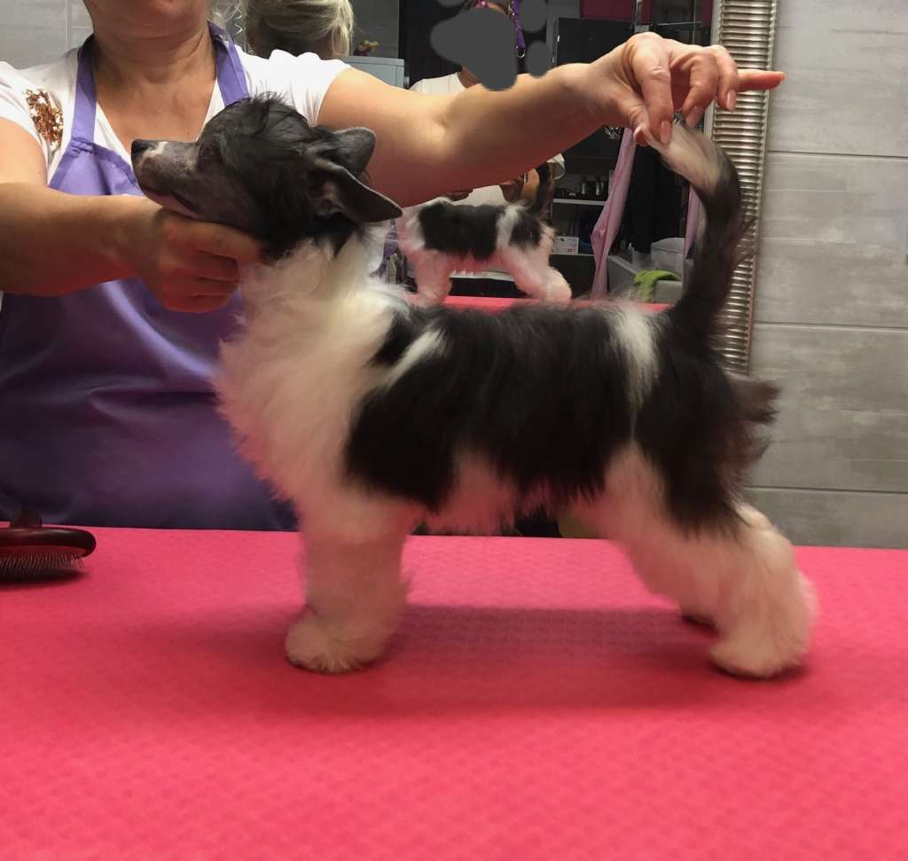 Kitty Girl Caramella's Family