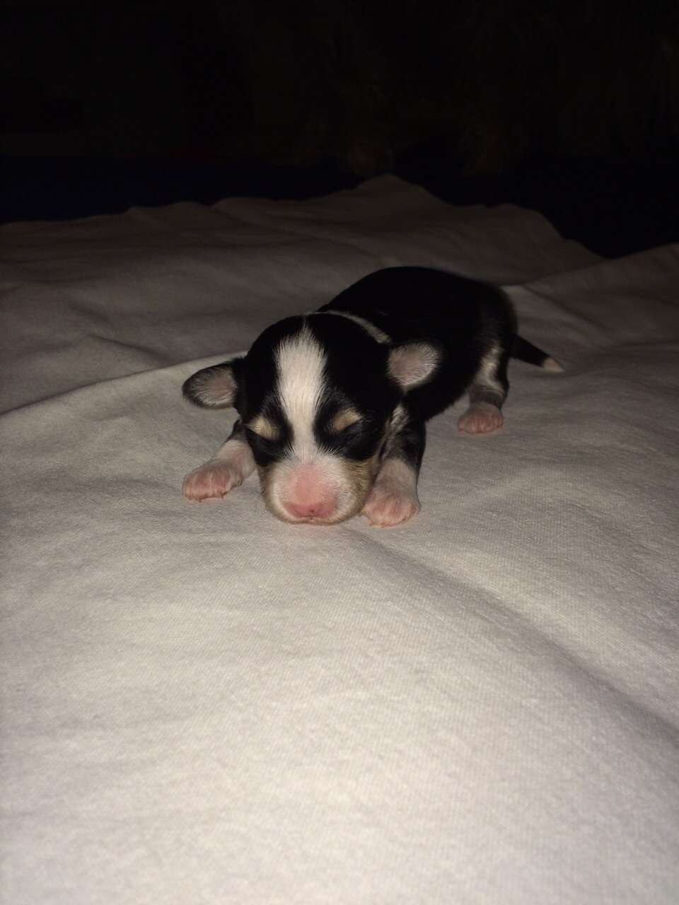 Fleurs de lodeurs Aubin