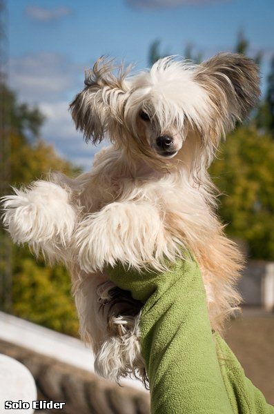 Legion Of Dream Berry Holly