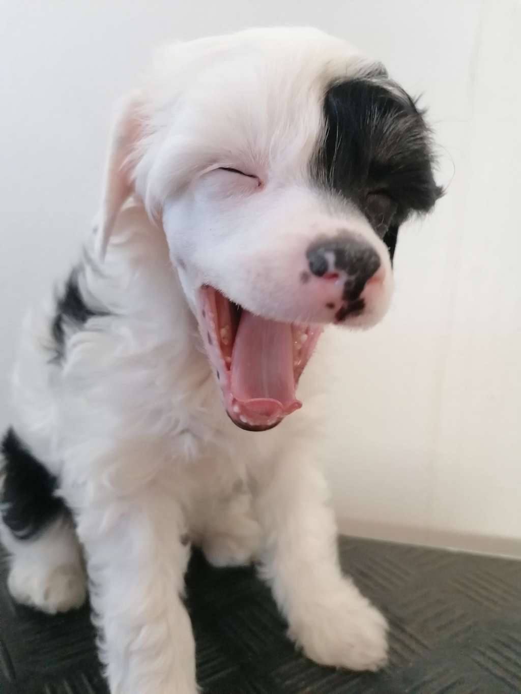 Stormblåstens Fir Chlis