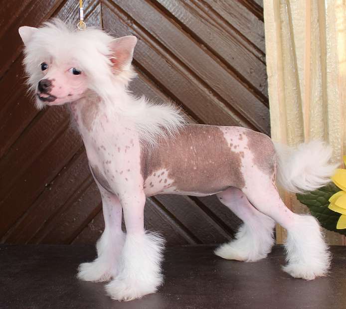 Angel O'Check Biondo Bambino