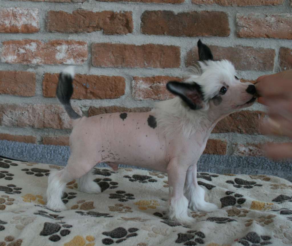 Proud Pony Now or Never