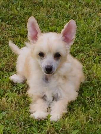 Kasiopea Milfra-Moravia