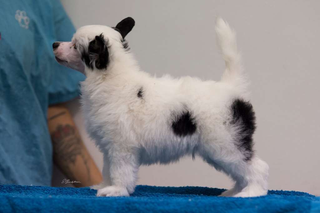 Ensidias No Tea No Shade