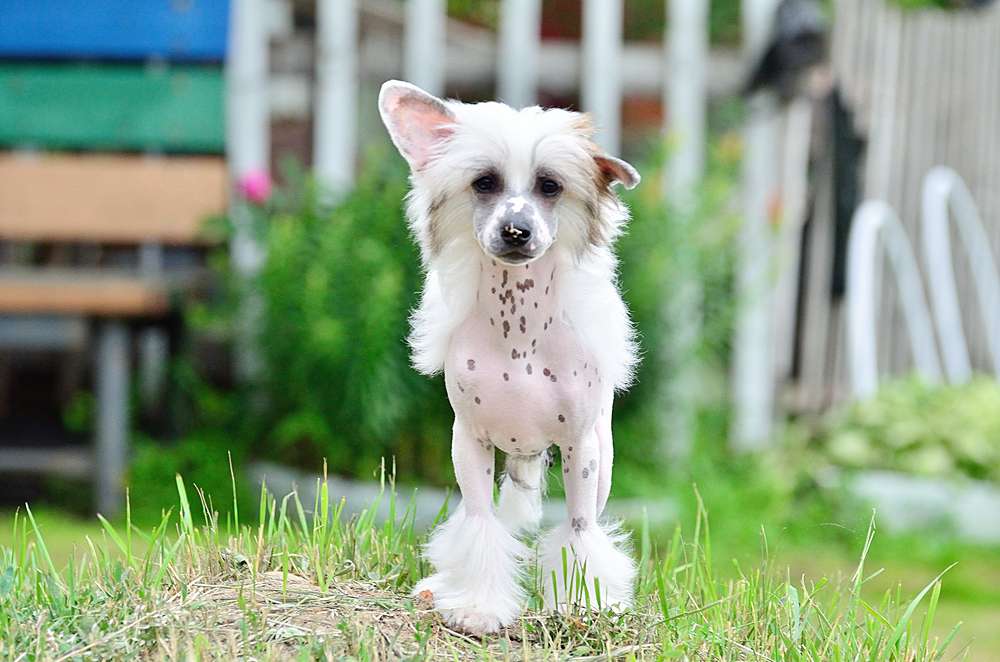 My Vanity Fair Met Elance Louange