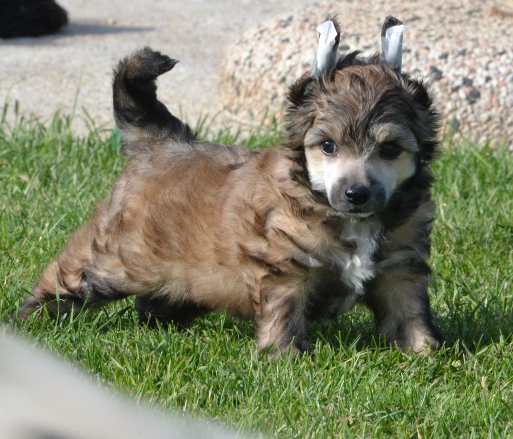 Jeevan de l'Orée des Rêves