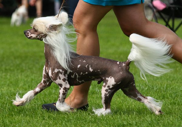 Chineseblue's New Brilliant