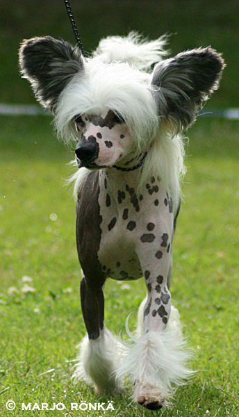 Untouchable's Galliano