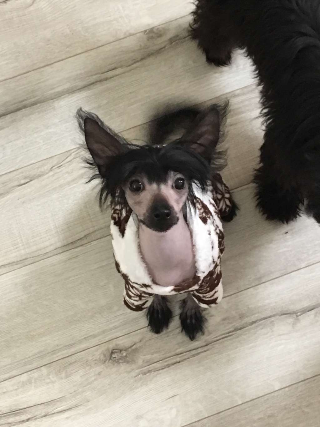 Charuyuschiy Soblazn Elegiya