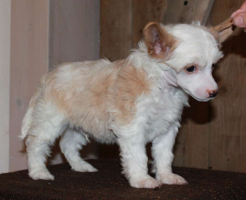 Chattanooga's Vetäs Ässän Hihasta