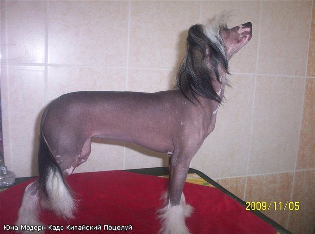 Yuna Modern Kado Kitaiski Potselui