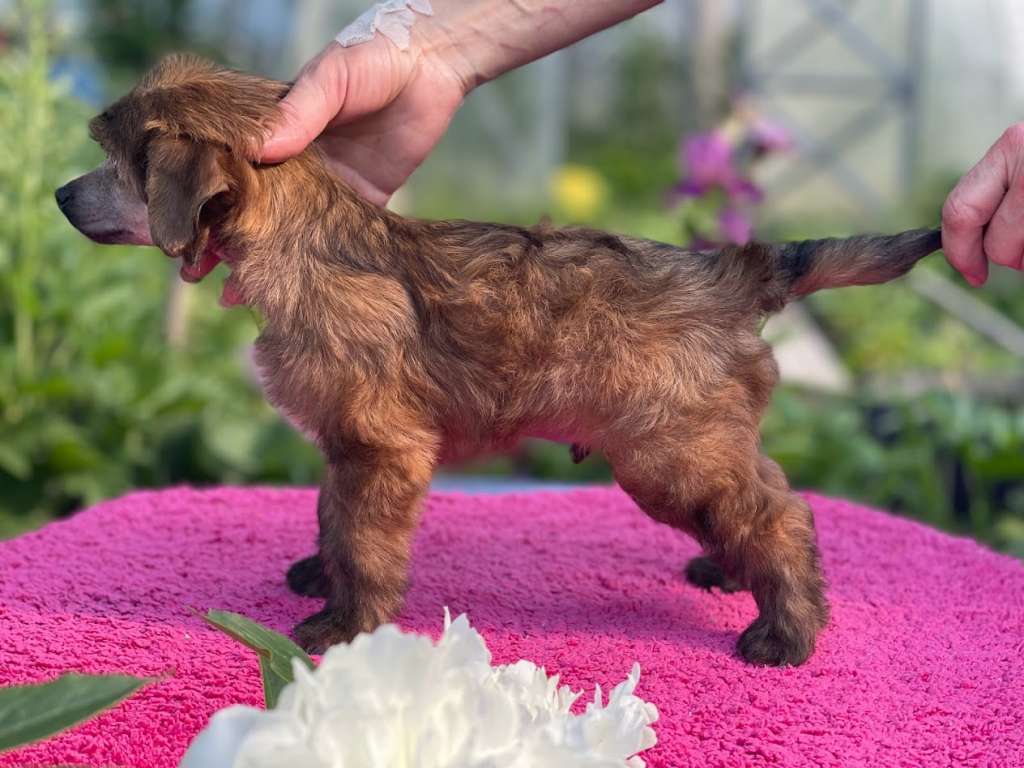 Show Galaktika Kalambur