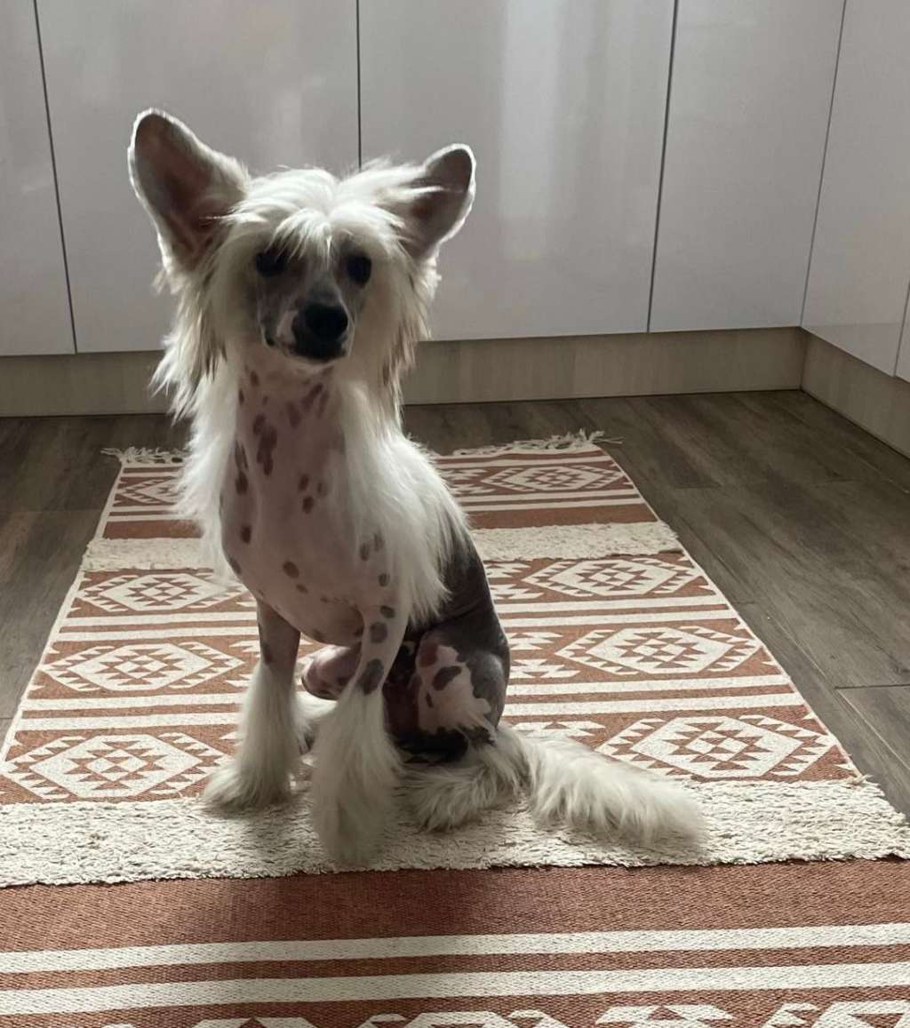 Fundoklia-völgyi Kaszanics Coco Chanel