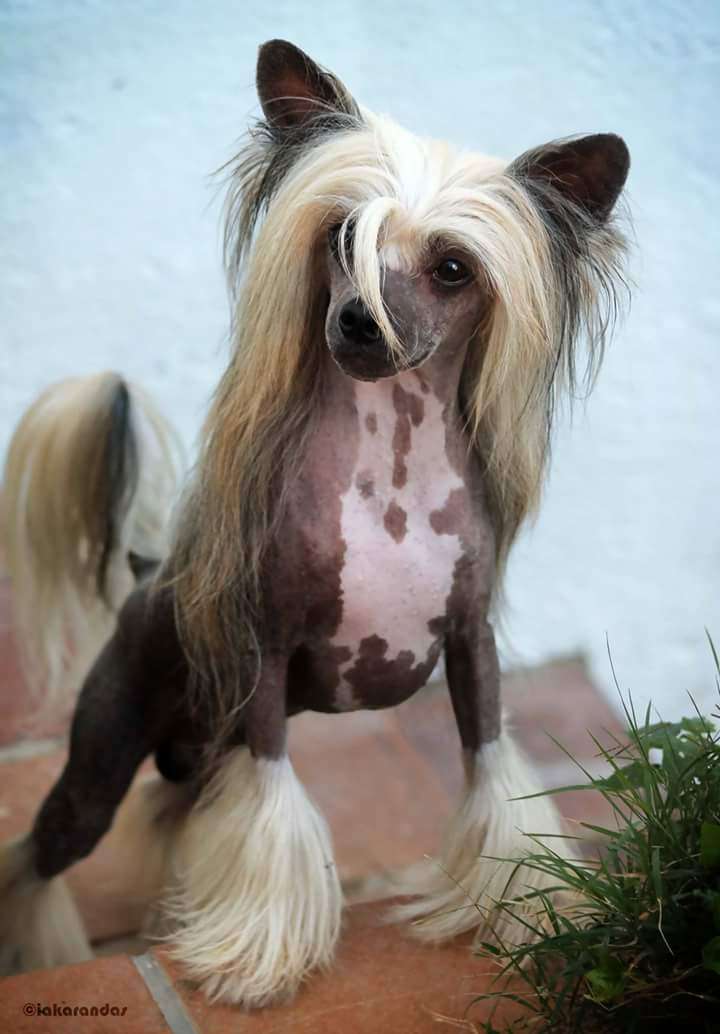 CH, MULTI JCH iakarandas Affaire