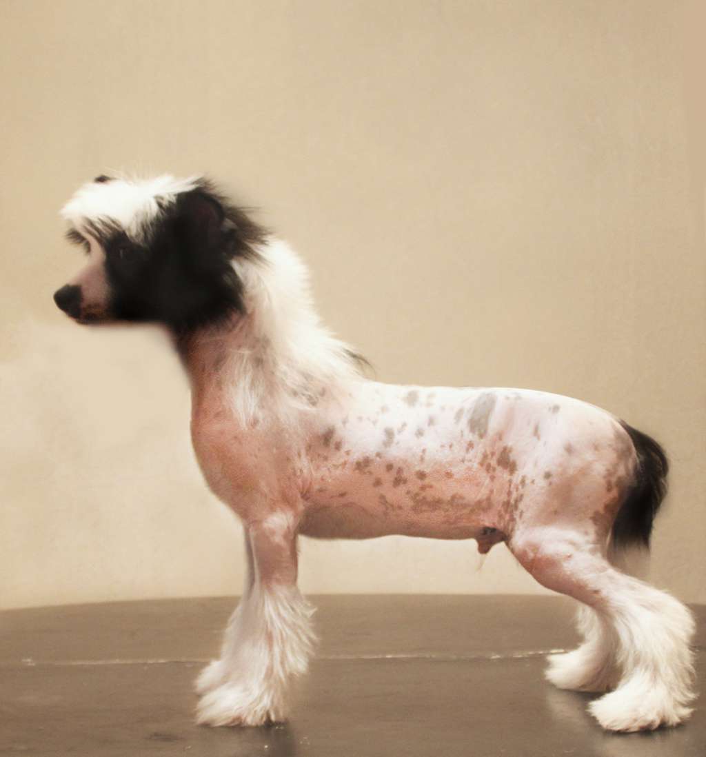 Star Show Bon Ami Jeoffrey