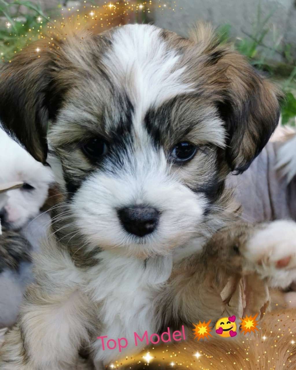 Something Else Top Model