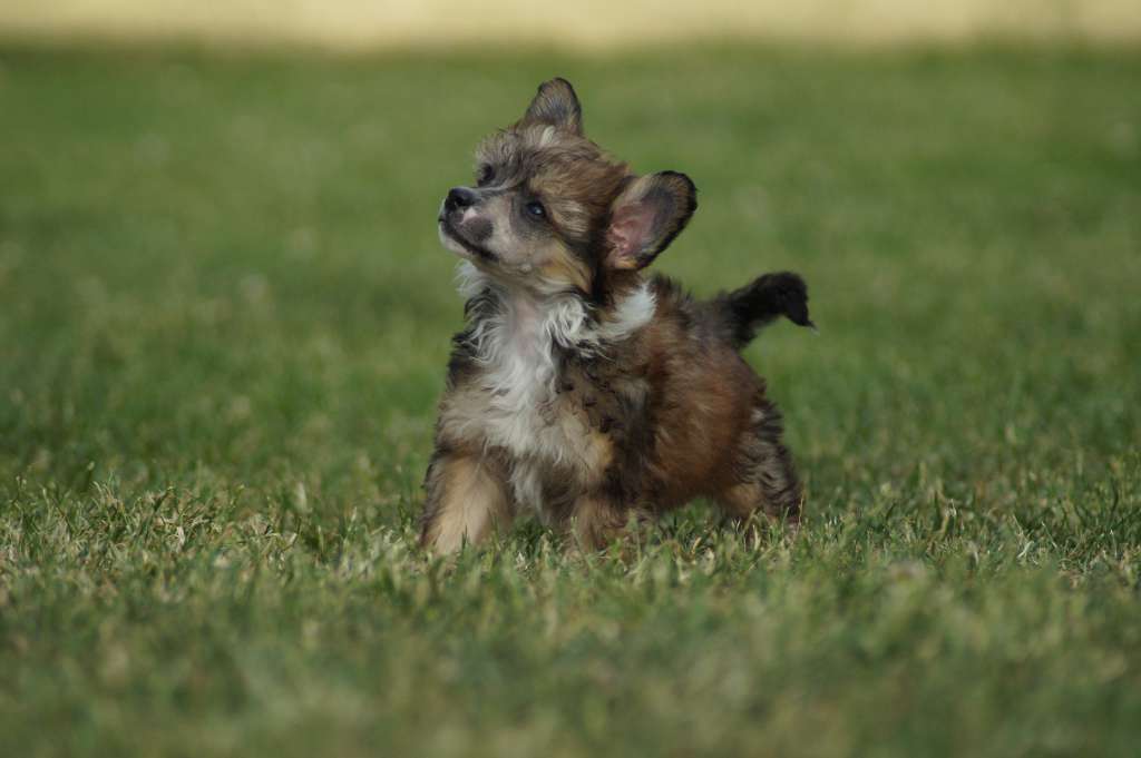 Wake Me Up Princes de la Roses