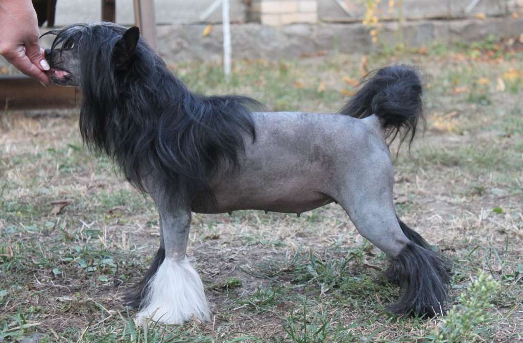 Elisse Vesna Diamond Clana Timurlana  Dom Risorto