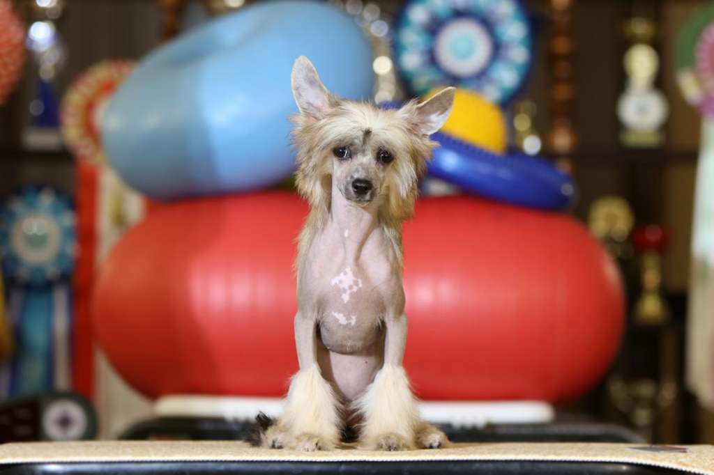 Incanto Del Mondo Grammy