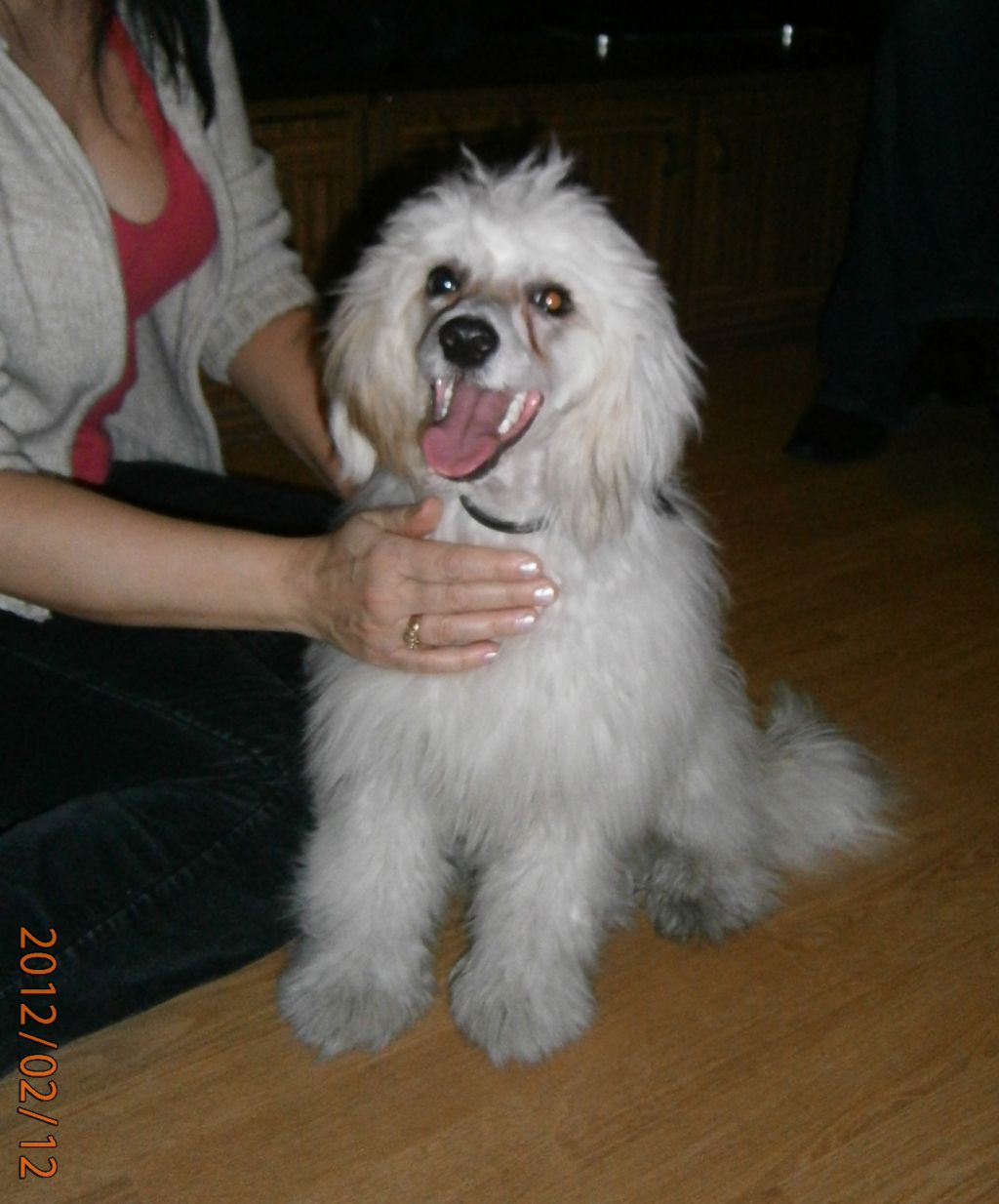 Don Zorro  Exotic World FCI