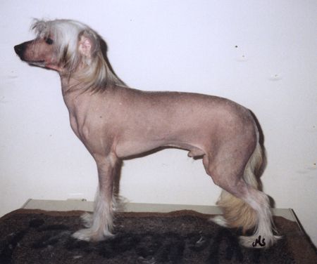 Secret Line's Hobby Horse