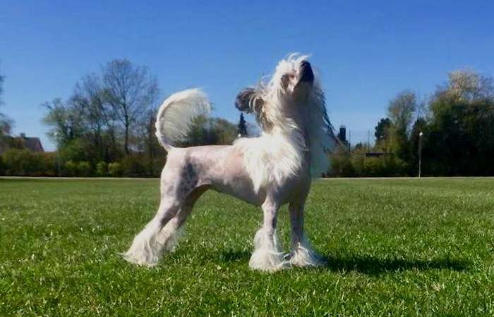 Belua Mea Valkyries Ride