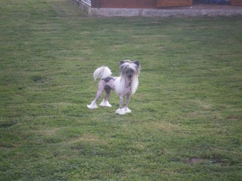 G'  Touareg Top Model De Rama