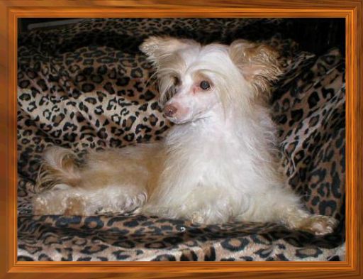 Dragonmagics Peaches N Cream