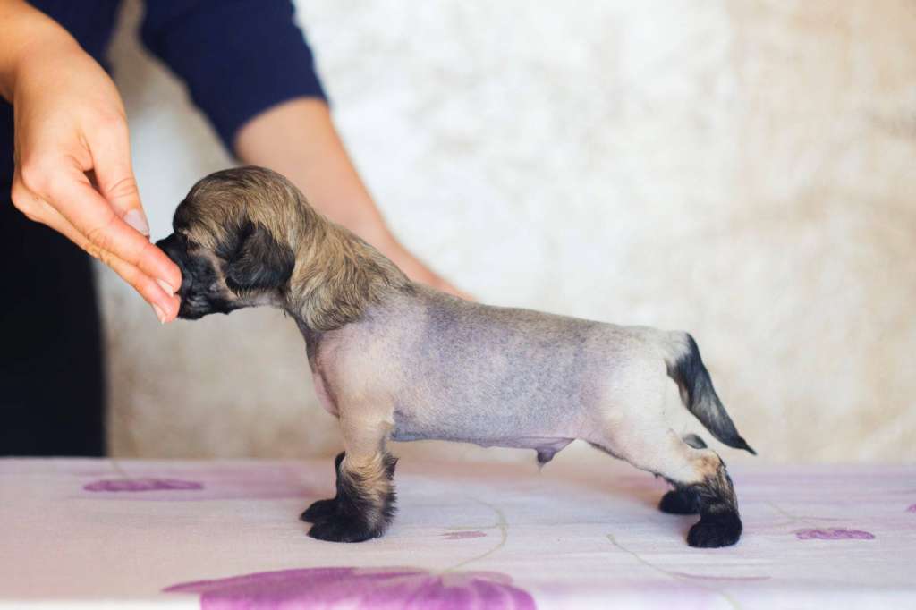 Streaptill FCI Gattaca Cocoa Blend