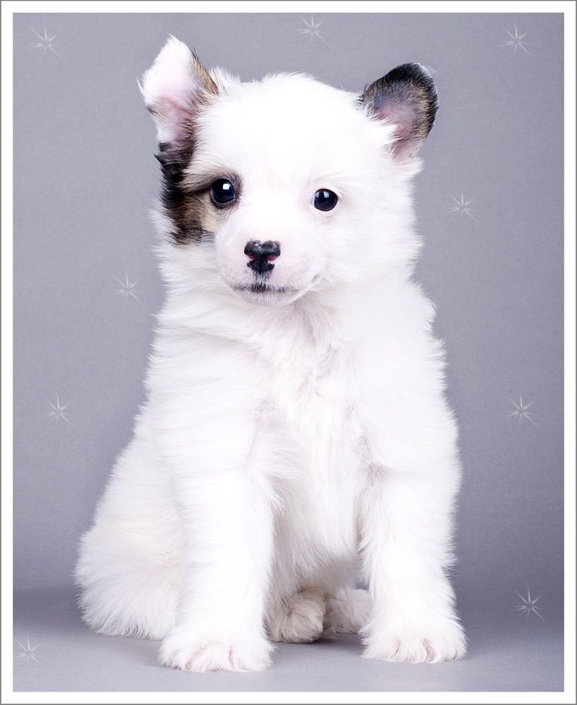 Olegro Katrin Divine Donut