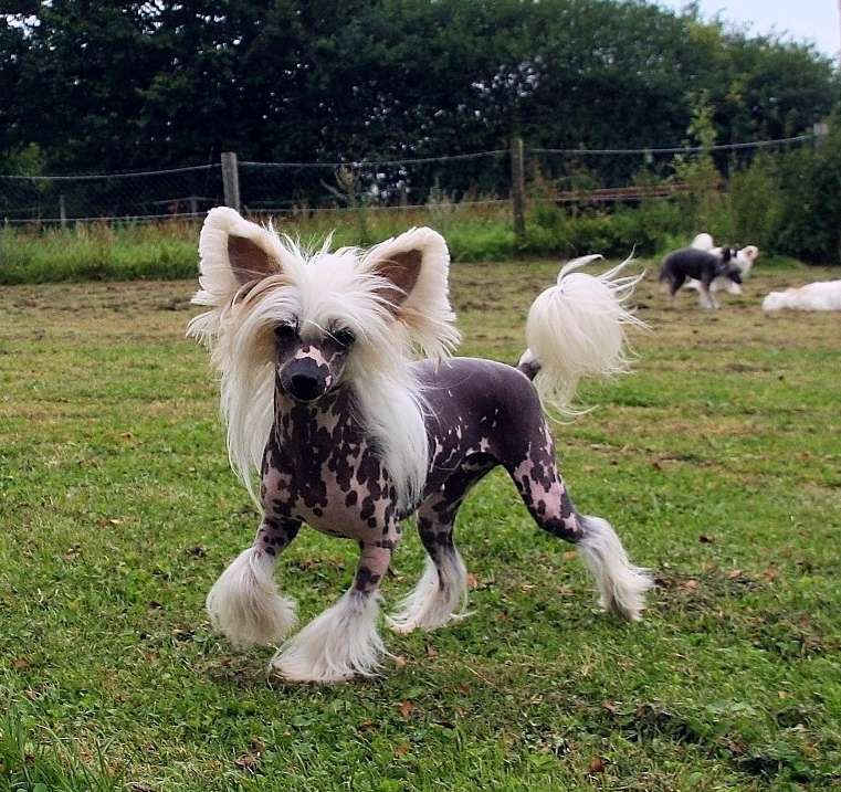 Full Grace Gintaro Magija