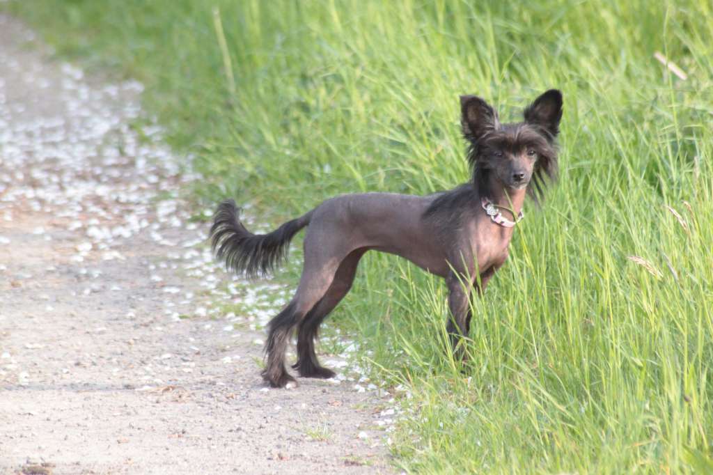 Shamusajo's Harmonia