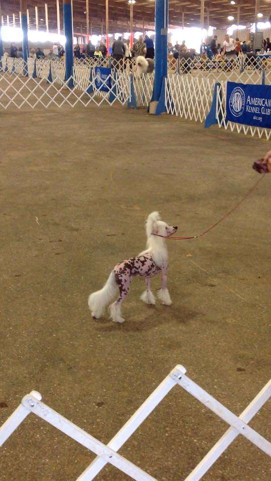 Stillmeadow I'm Gonna Swing From the Chandelier