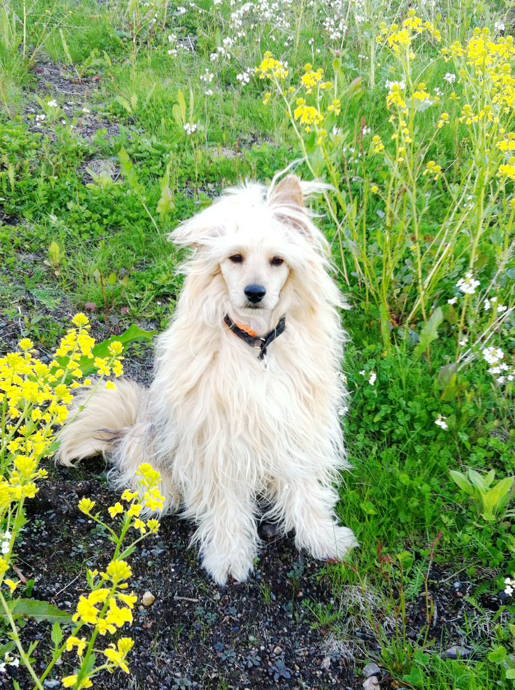 Dizzor's It's My Life