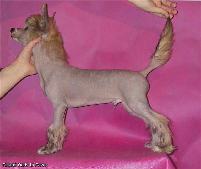 Gidaori Odds In Favor