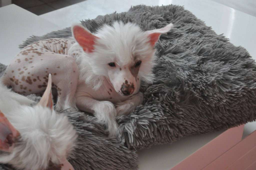 Saïko Du Pré des Trolls