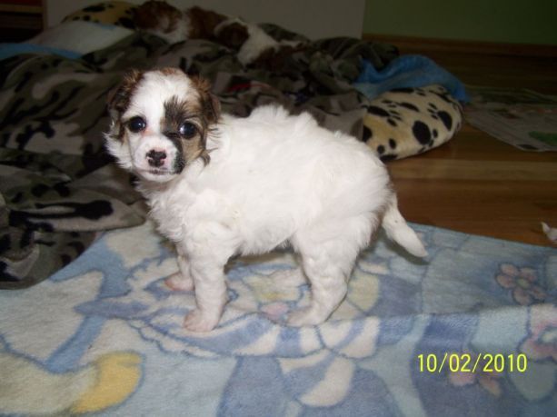 Aguona Auksine Venera (Poppy Golden Venus)