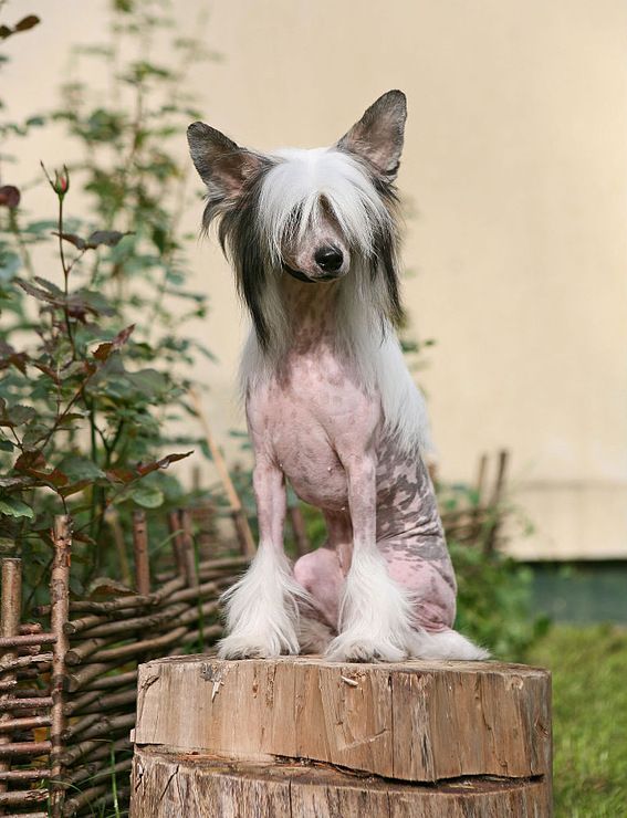 Dogland Happy Eskada