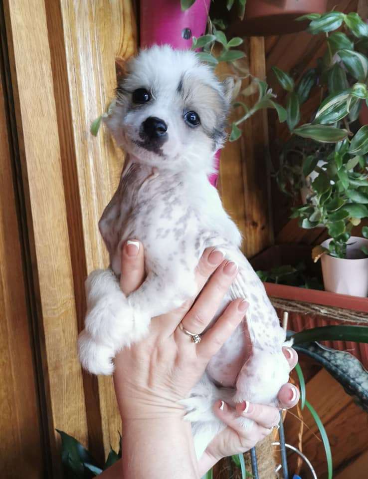 Bingwa's Blossom Isabella